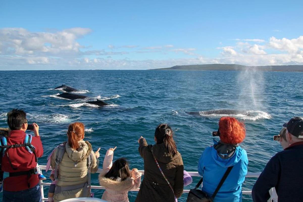 a group of people on a boat looking at two whales