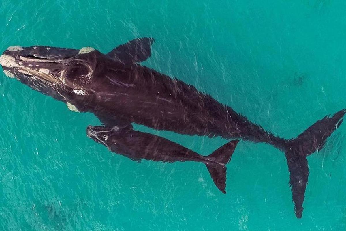 a whale shark swimming in the water
