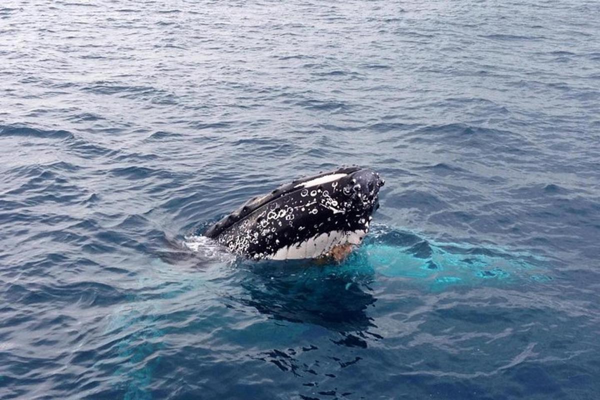 a whale tail in the water in the ocean