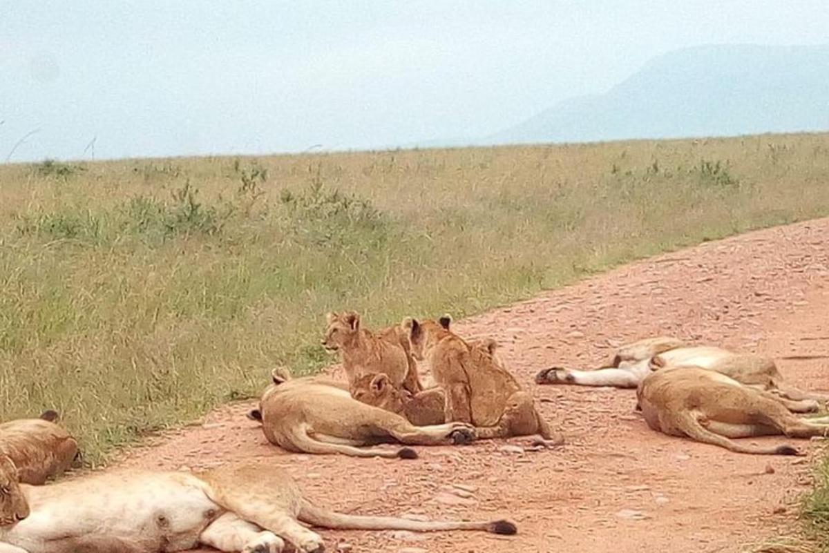 a group of lions laying on a dirt road
