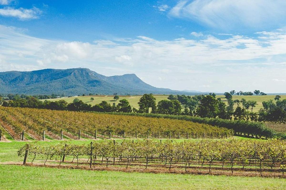a field of vines with mountains in the background