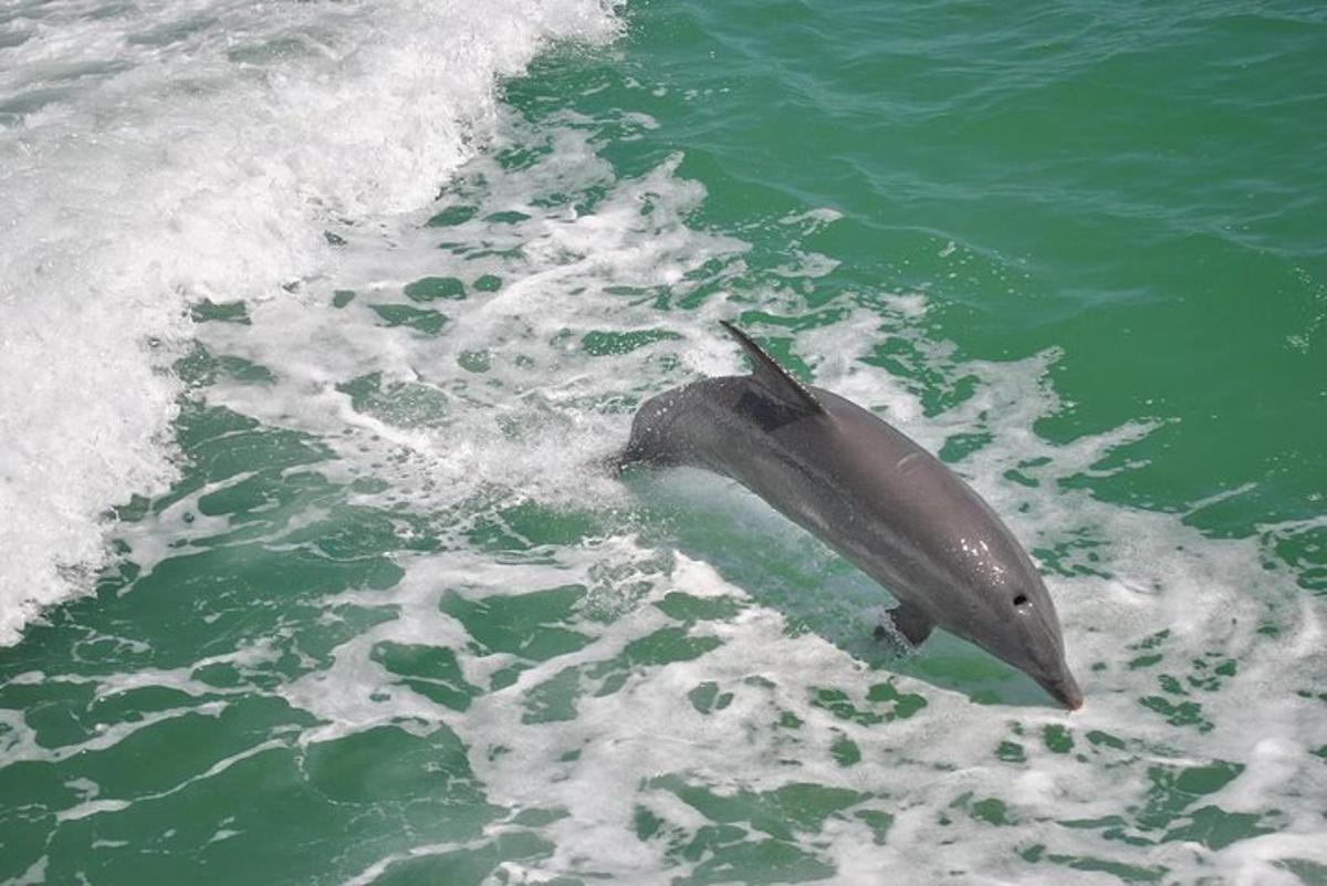 a dolphin in the water with a wave