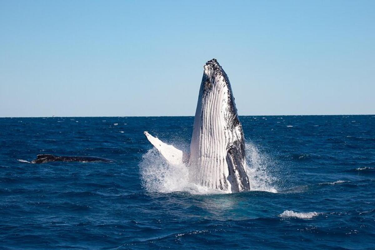 a humpback whale jumping out of the water