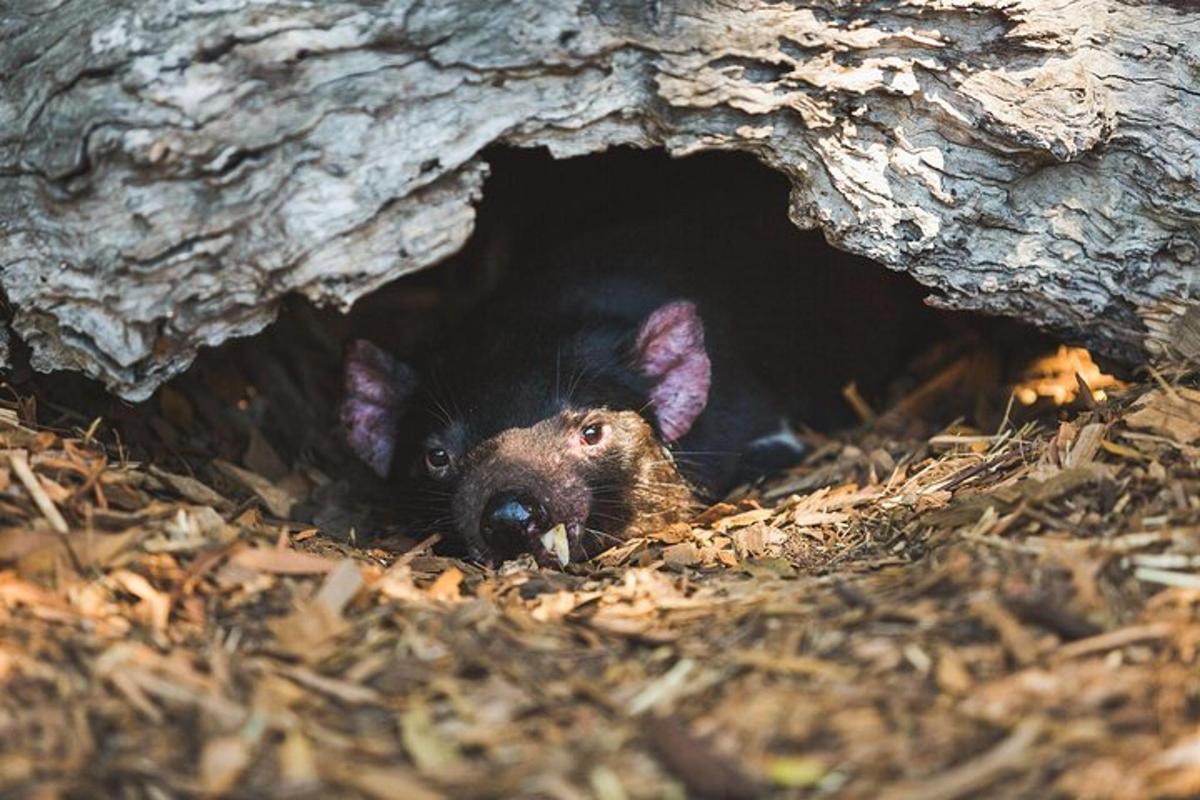 un piccolo ratto che sporge la testa da una grotta