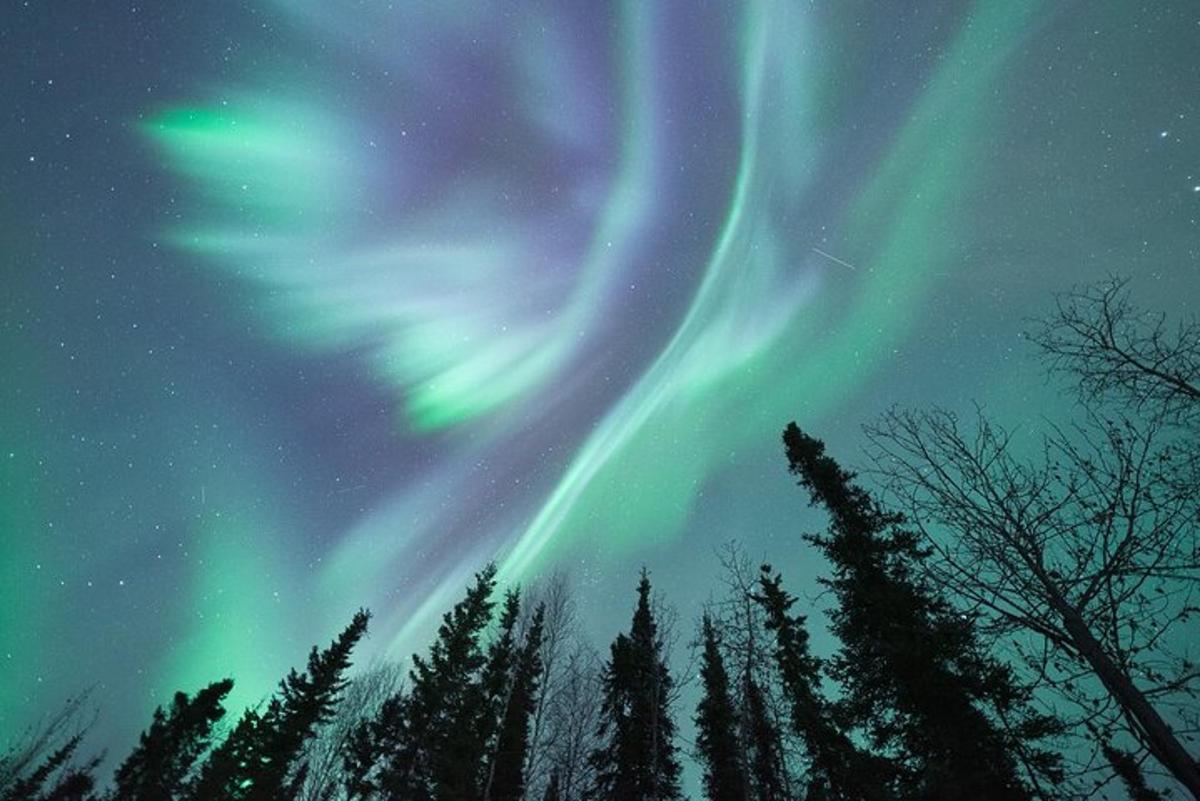 una aurora al cel amb arbres en primer pla