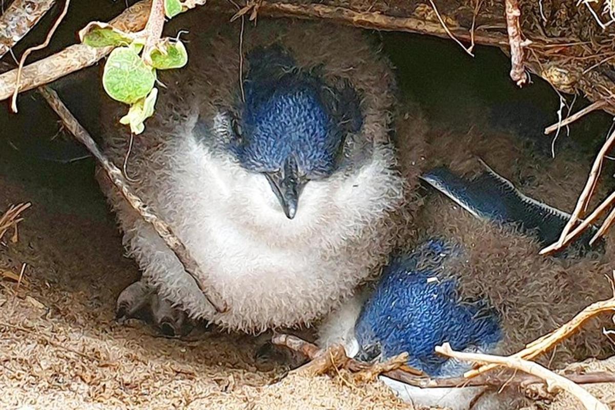 un parell d'ocells blaus asseguts en un niu