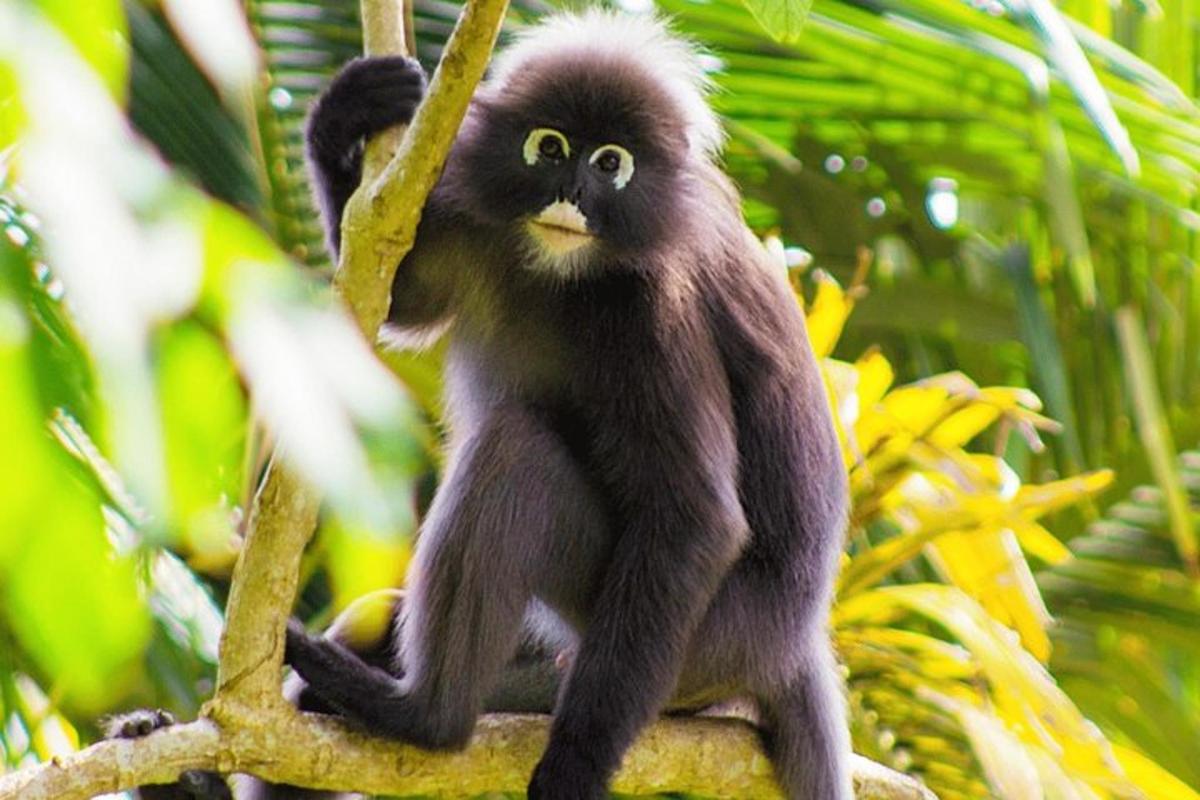 a monkey is sitting on a tree branch