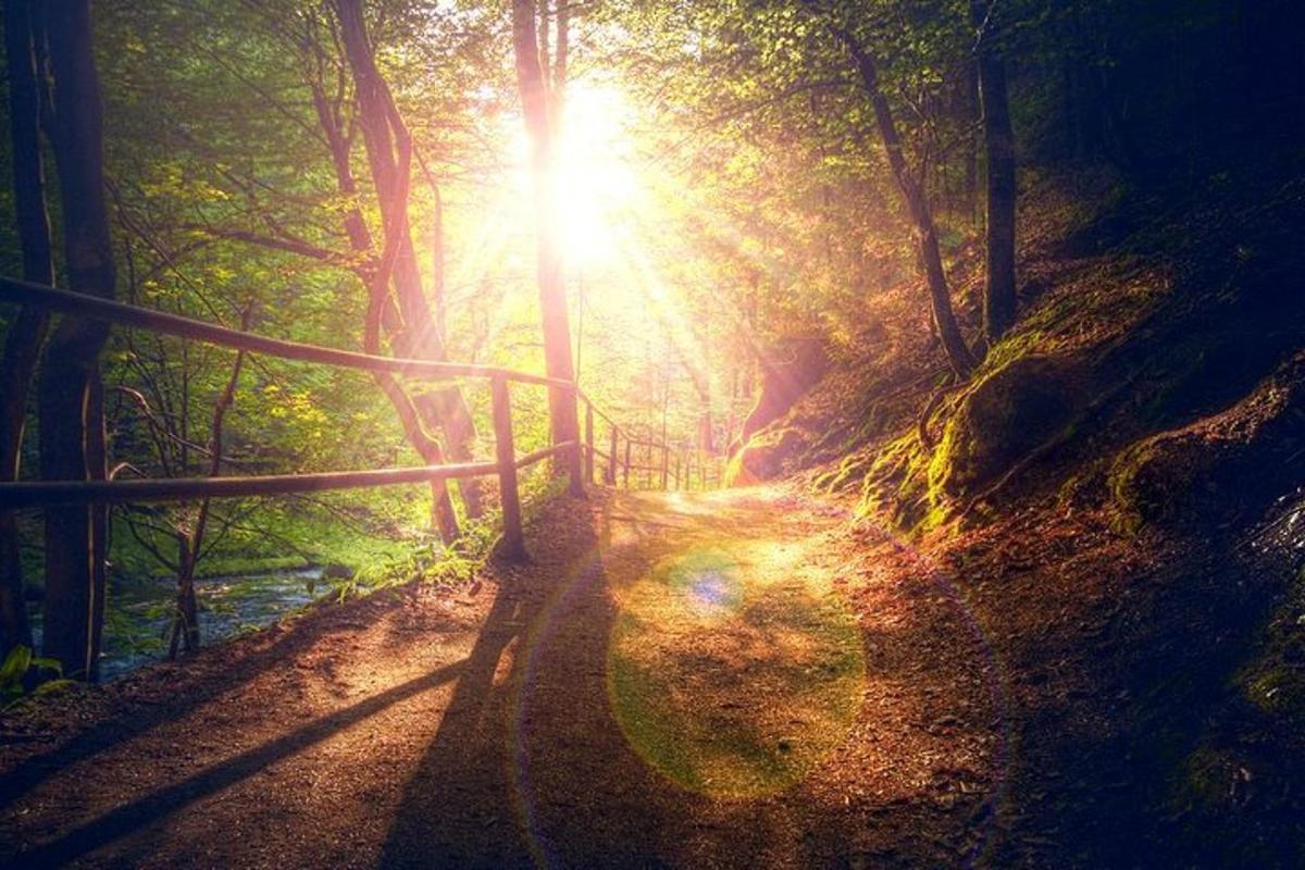 o cărare într-o pădure cu soarele strălucind printre copaci