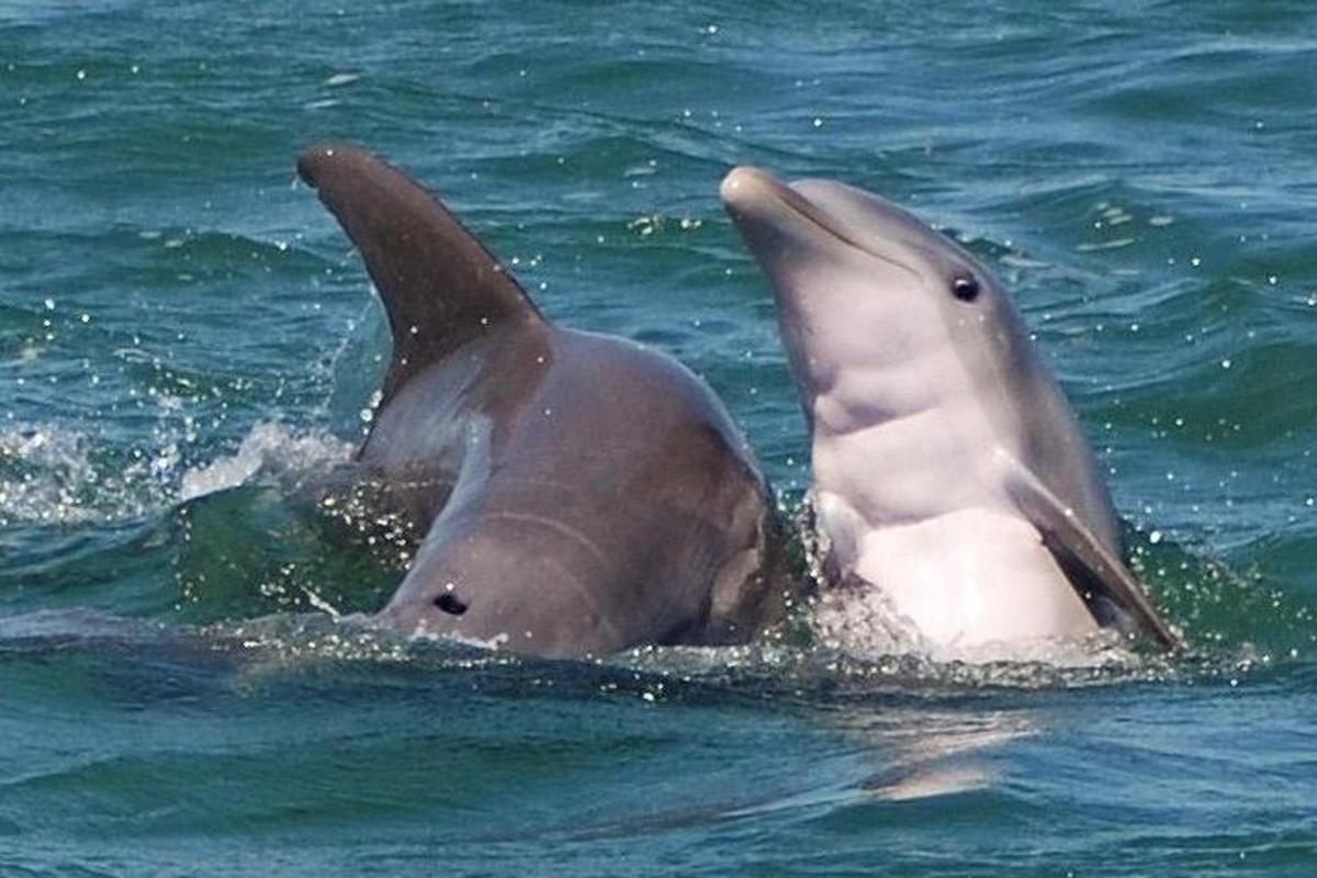 en delfin i vandet med armene i vejret