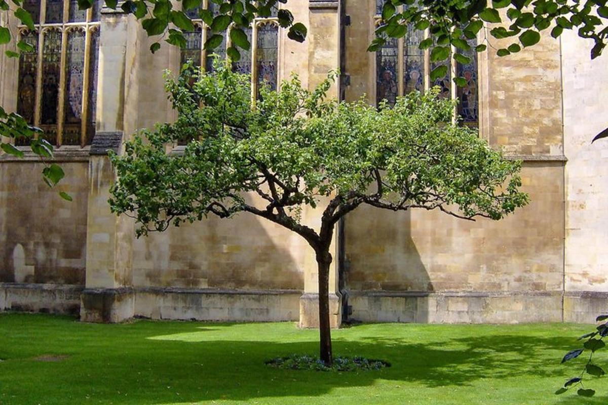 a tree in the grass in front of a building