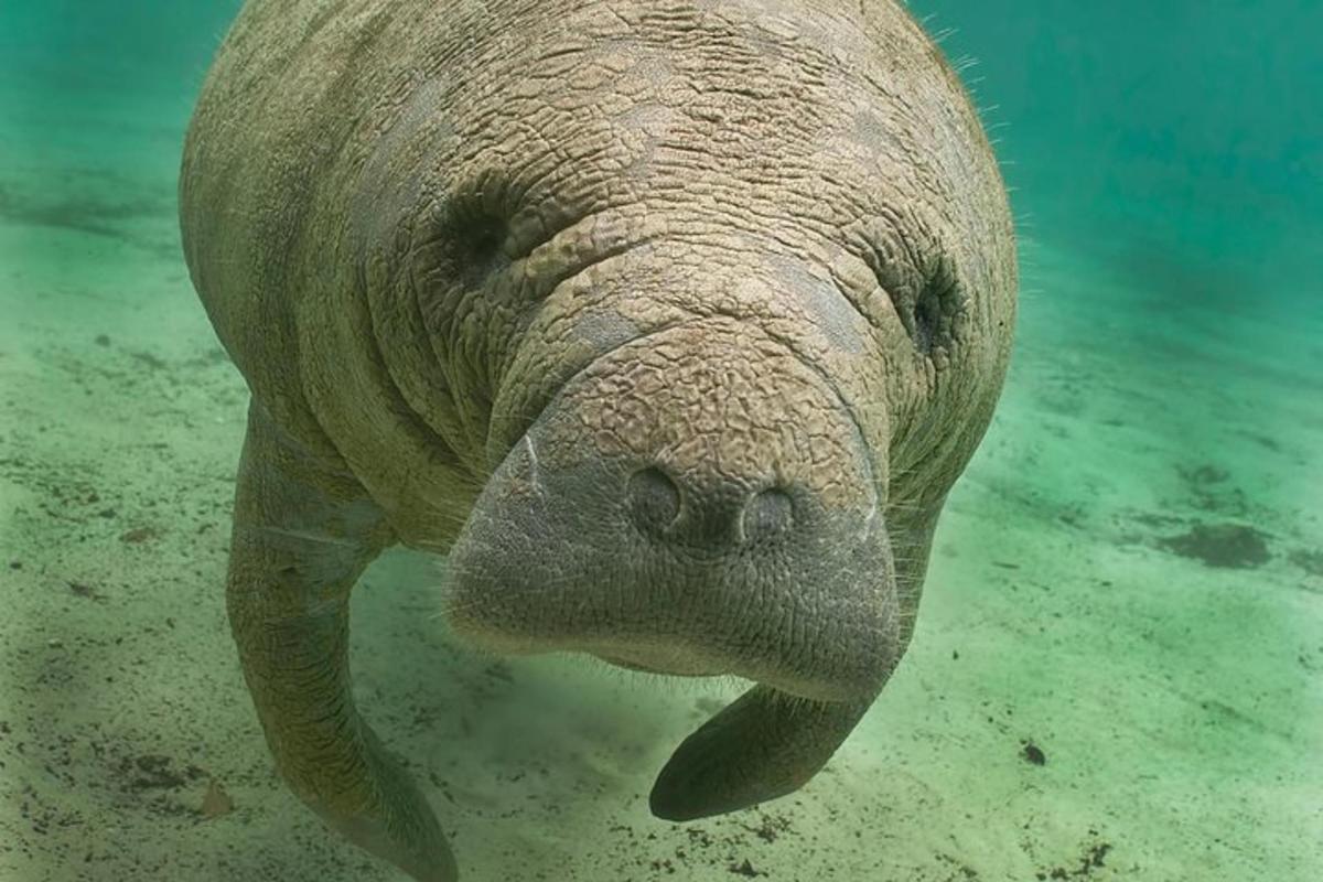 a close up of a elephant swimming in the water