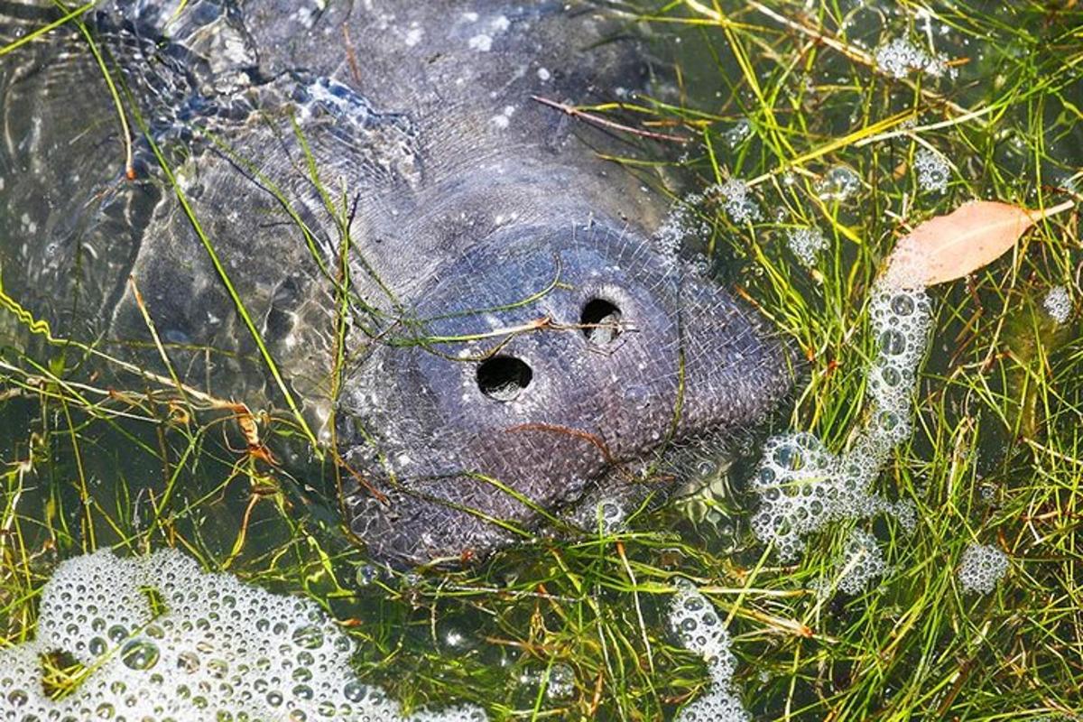 a close up of a turtle in the grass