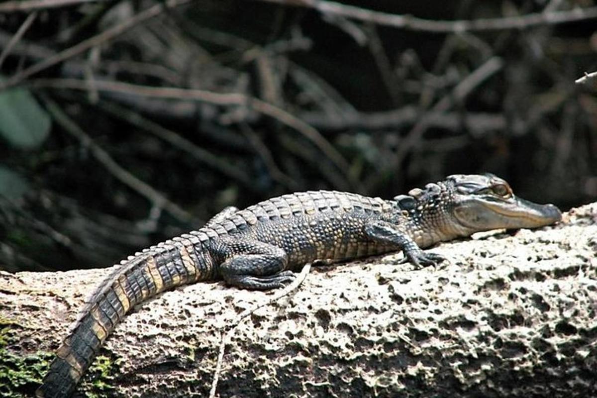 a lizard sitting on top of a rock