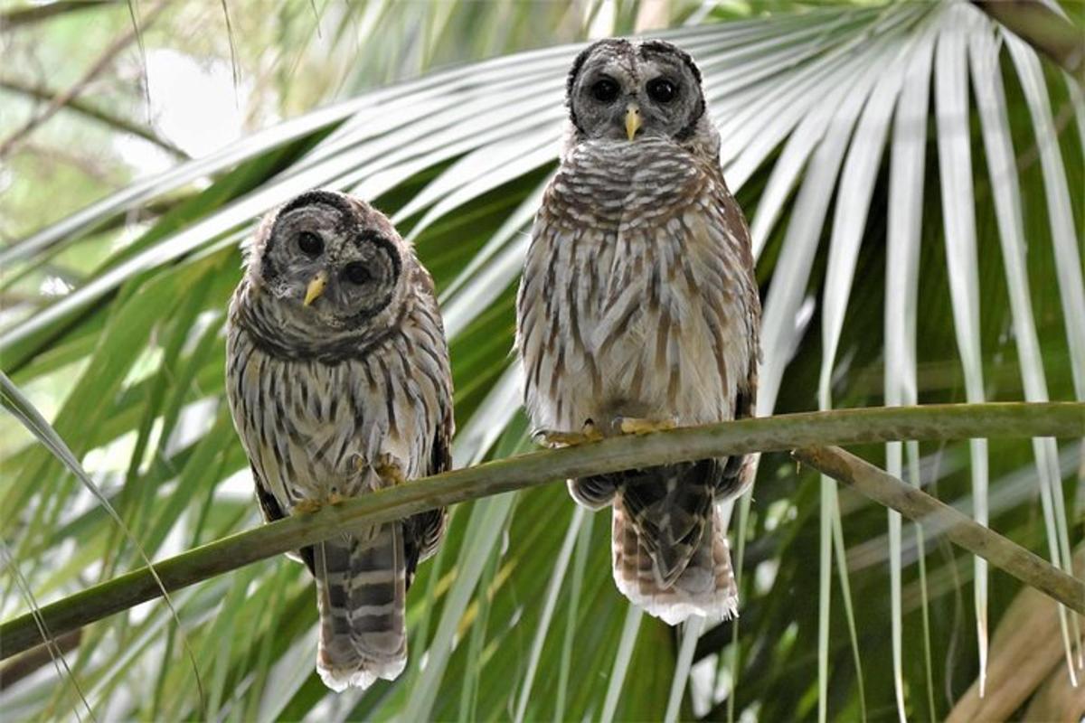 two owls are sitting on a tree branch