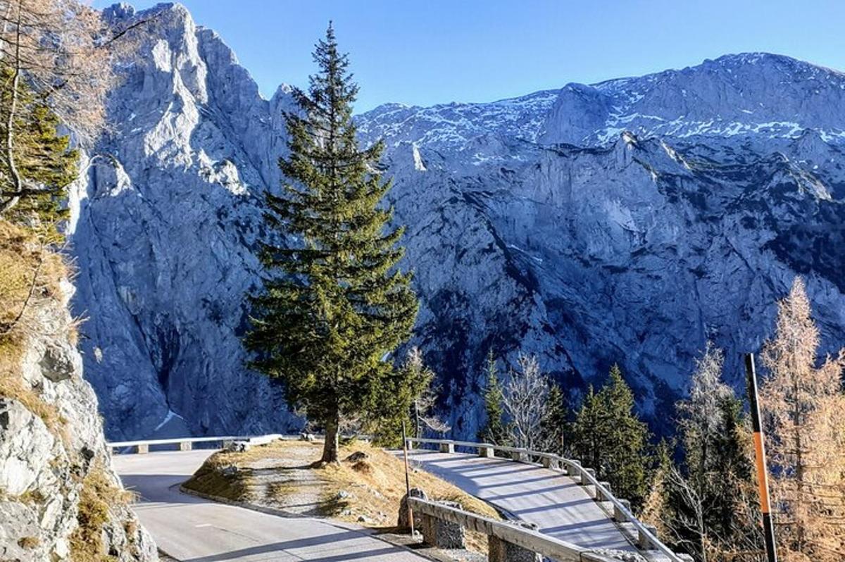 un albero sul ciglio di una strada in montagna