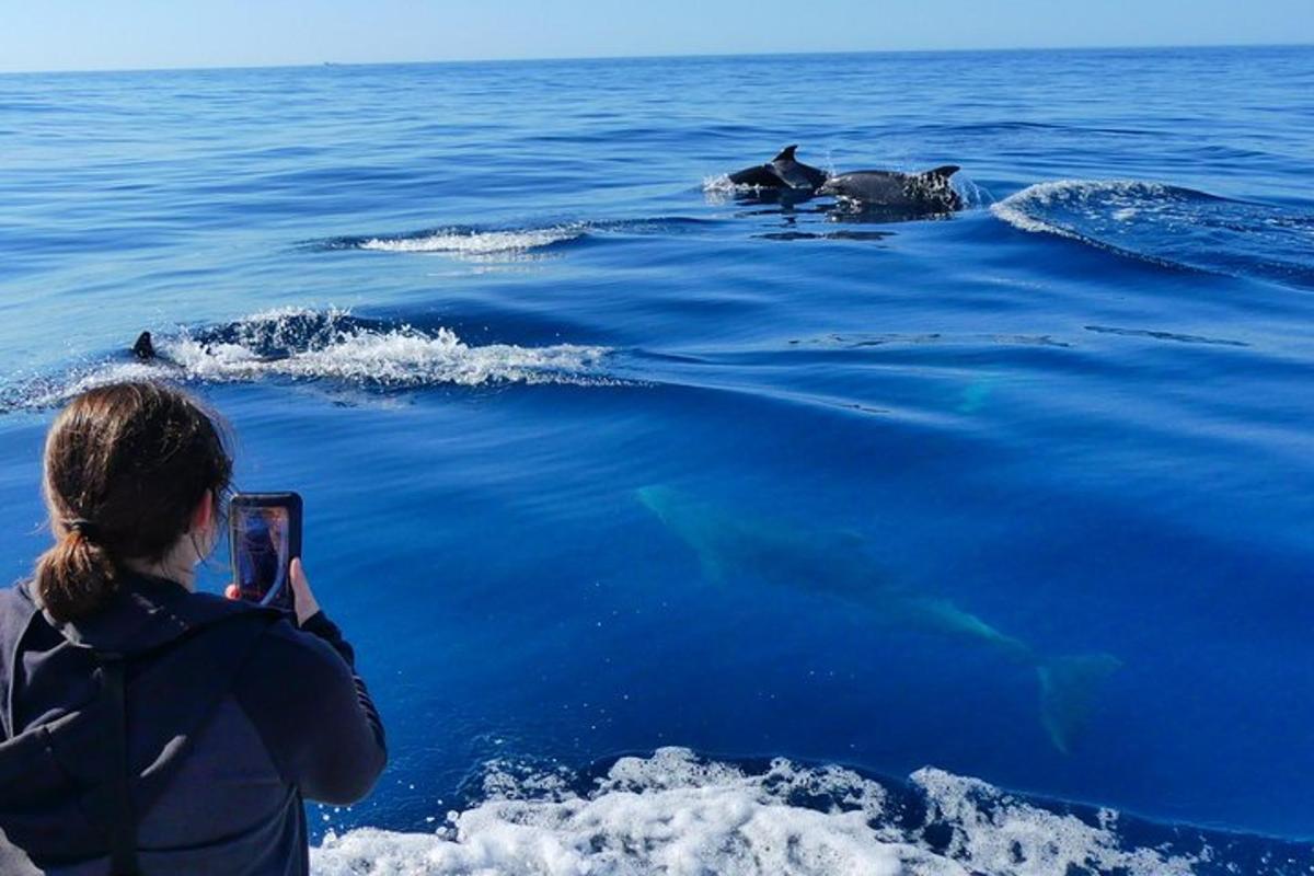 a woman taking a picture of seals in the water