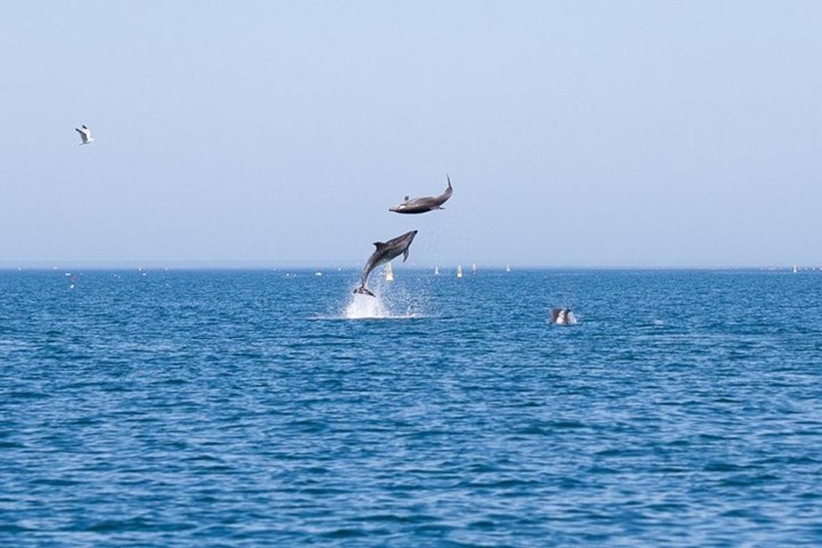 Dva delfíni vyskakující z vody v oceánu