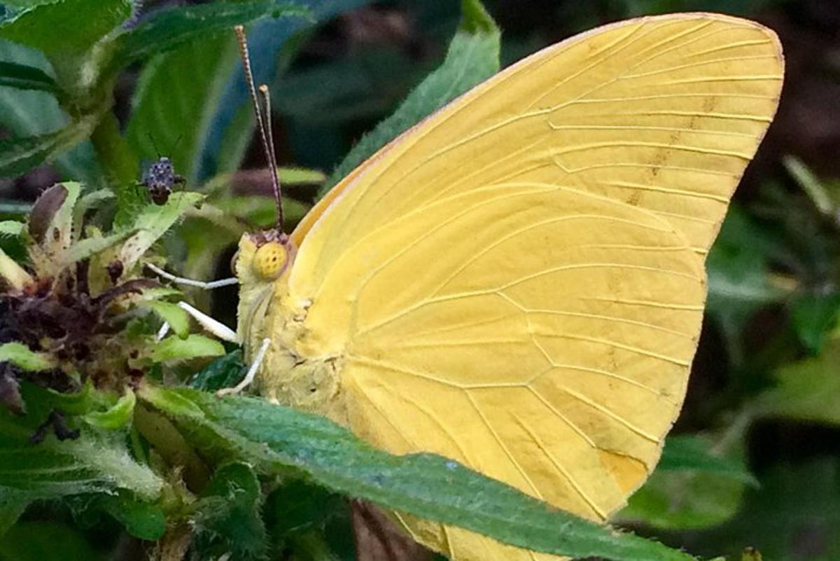 a yellow butterfly is sitting on a plant
