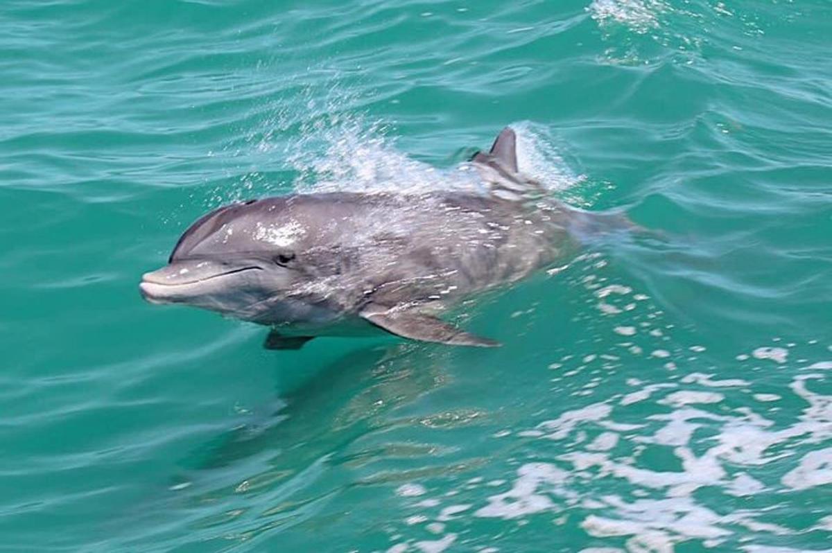 delfin plava v vodi