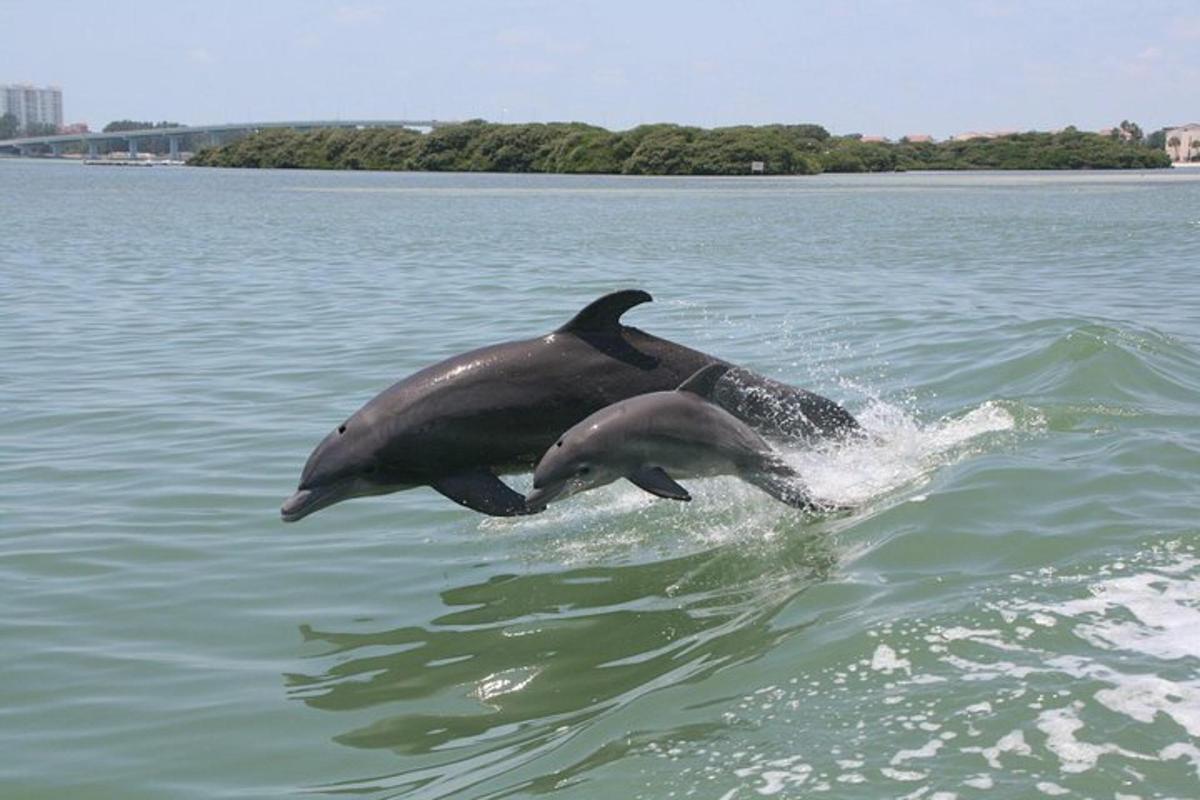 una coppia di delfini che saltano in acqua