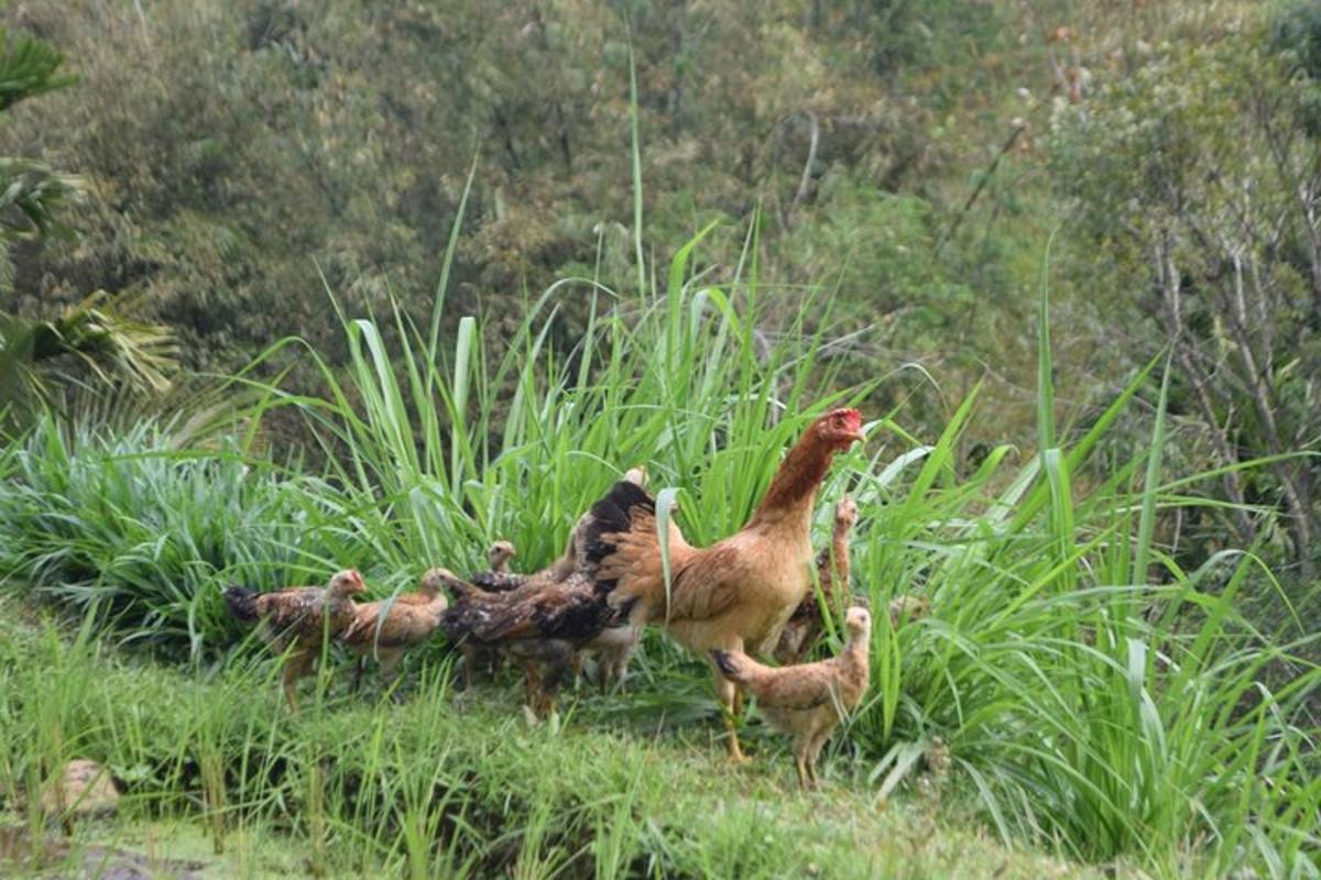 a group of chickens standing in the grass