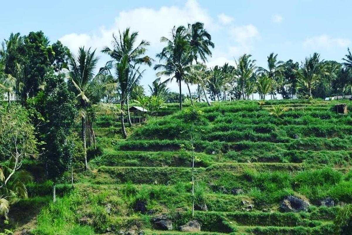 a green field with palm trees on a hill