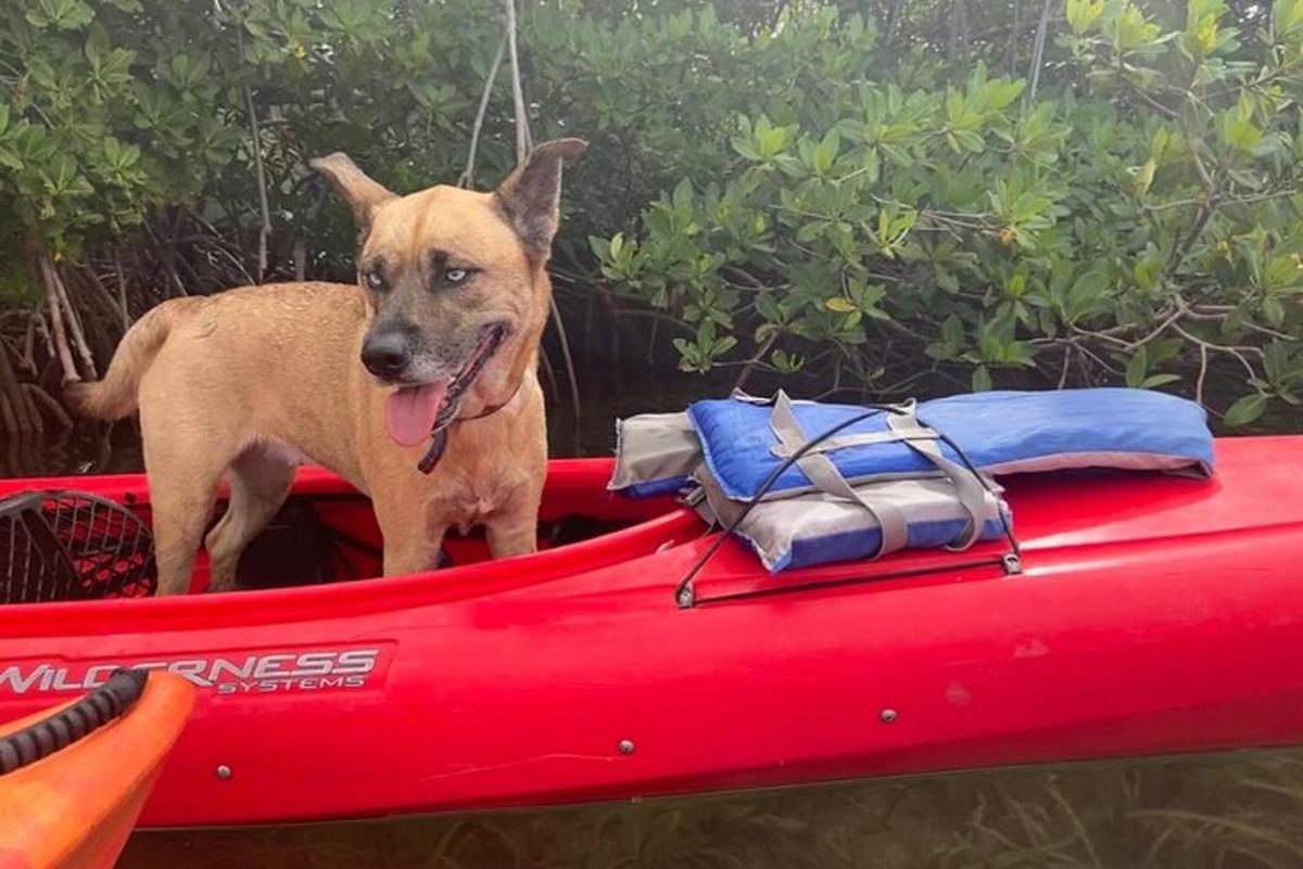 ein Hund, der auf der Rückseite eines roten Kajaks steht