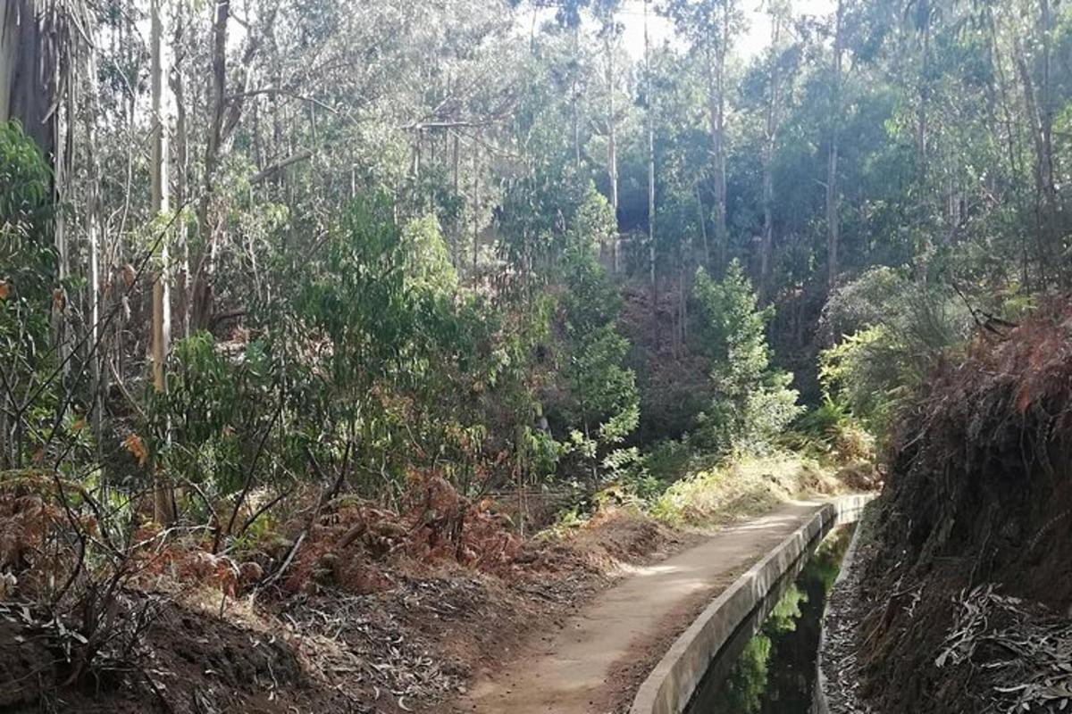 un camino de tierra en medio de un bosque