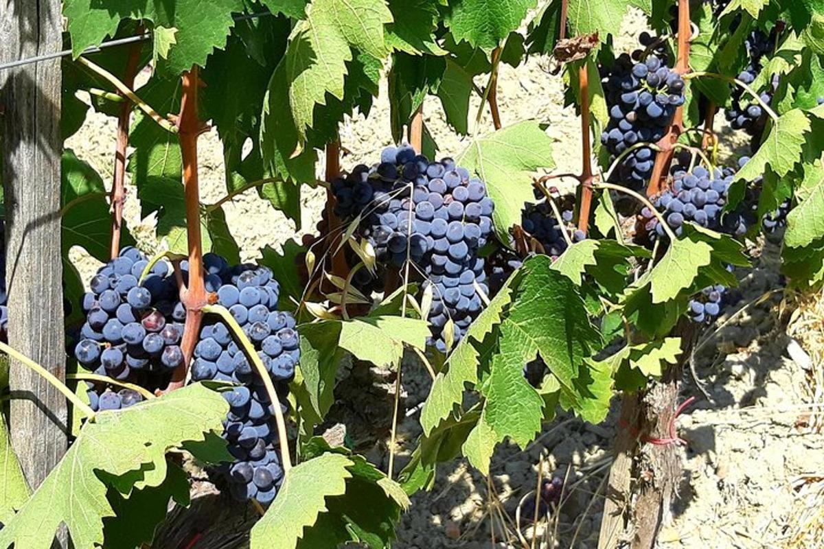 un grappolo d'uva che cresce su una vite