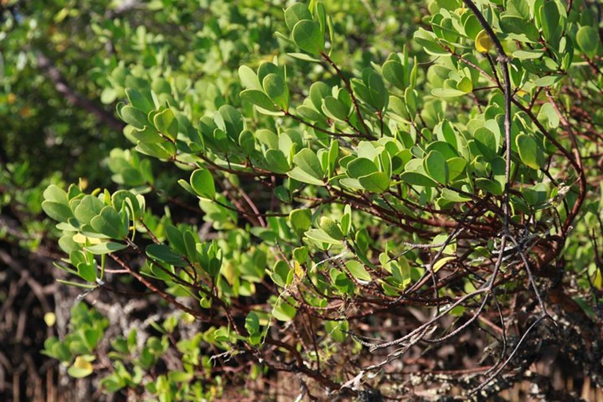 pokok dengan daun hijau di atasnya