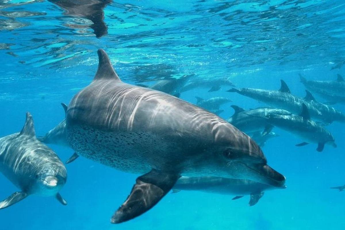 egy csoport delfin úszik a vízben