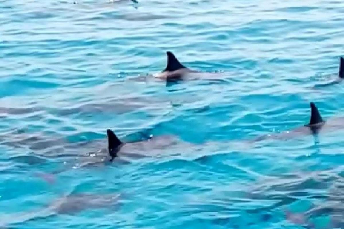sekumpulan ikan lumba-lumba berenang di dalam air