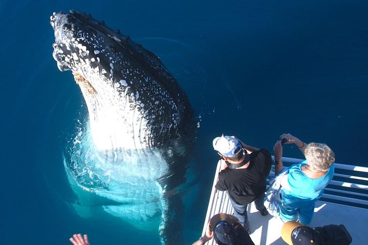 a group of people looking at a whale in the water