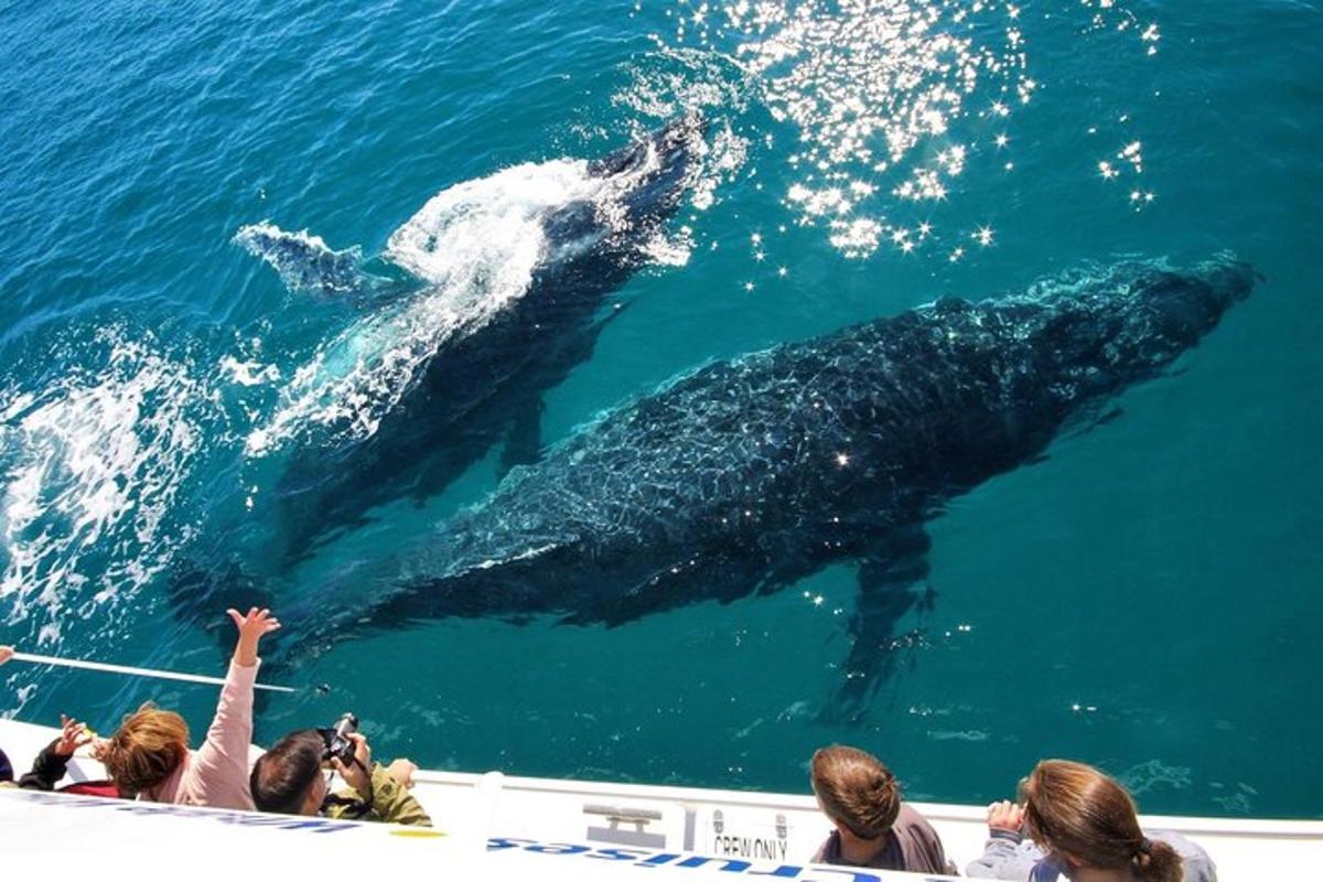 a group of people waving at two whales in the water