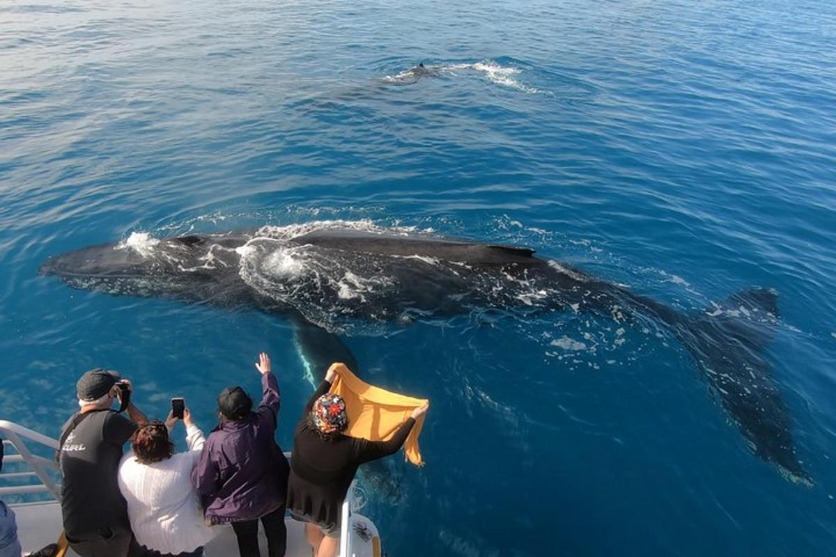 a group of people on a boat looking at a whale