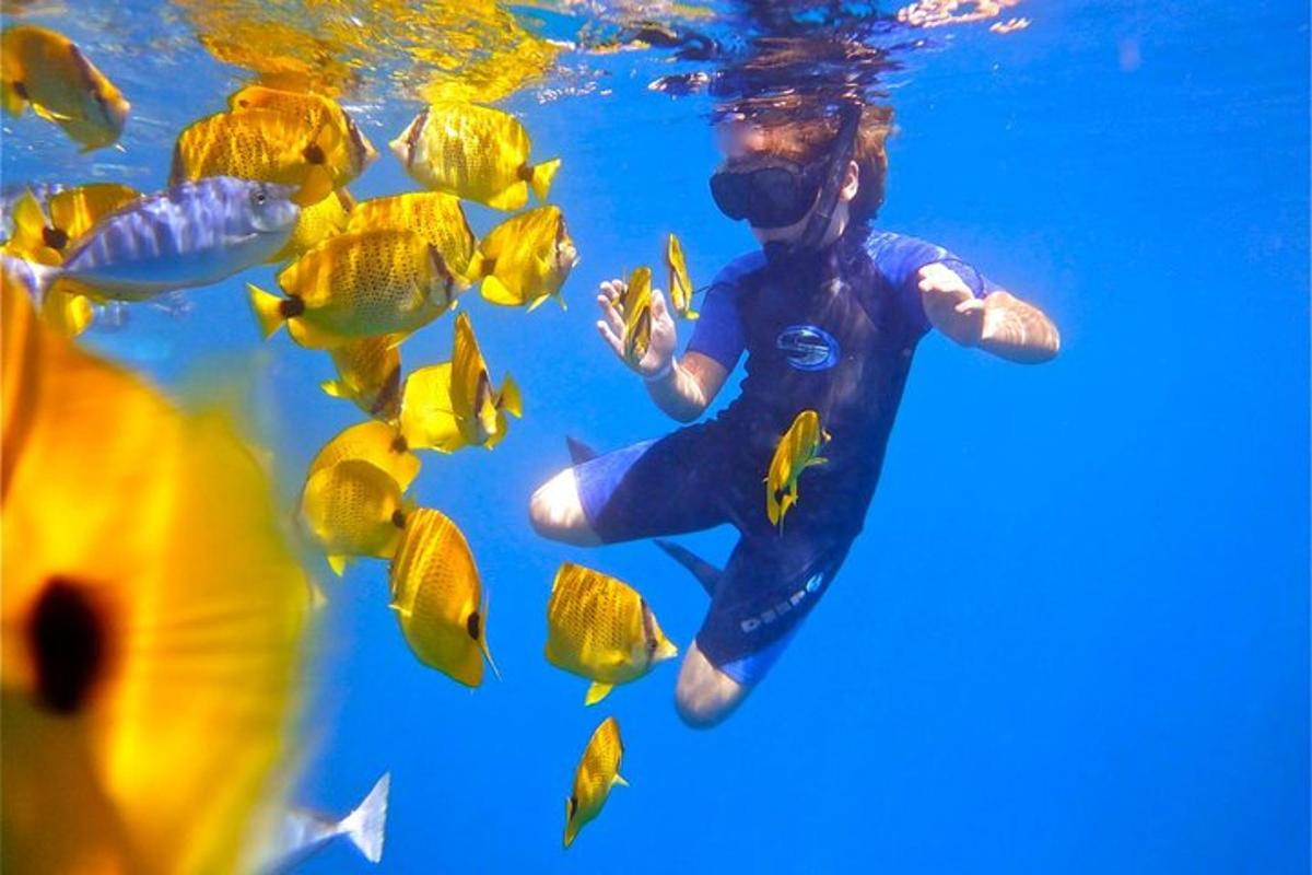 a person swimming in the water with a school of fish