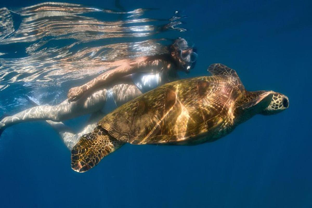 a green sea turtle swimming in the water