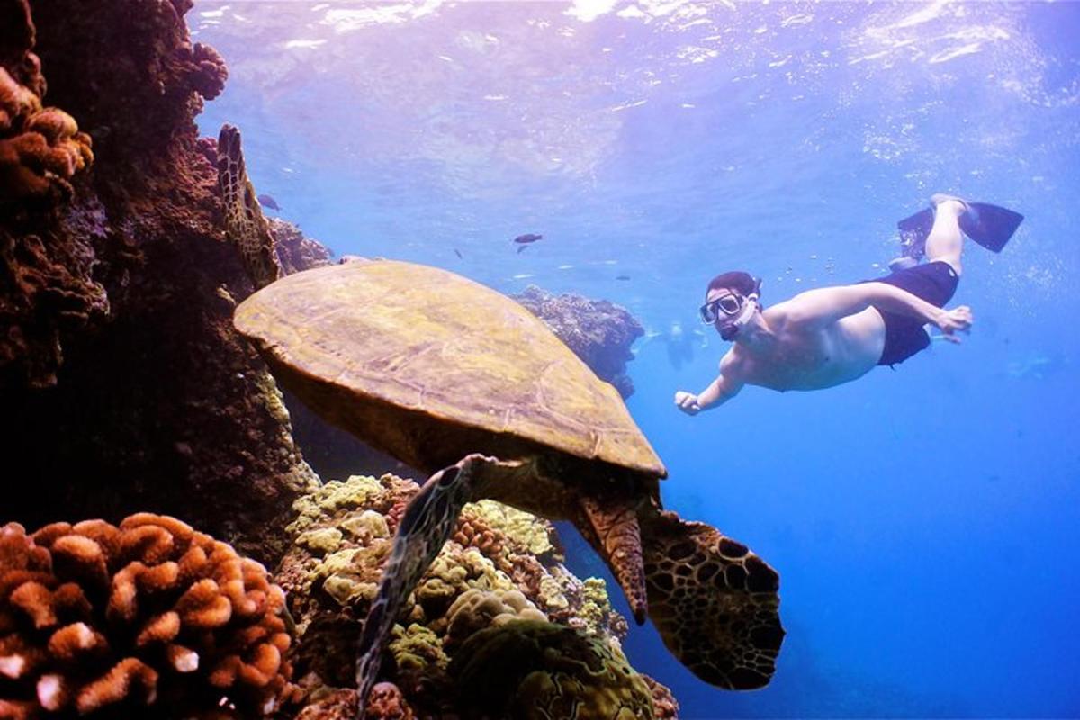 a man swimming next to a turtle in the ocean