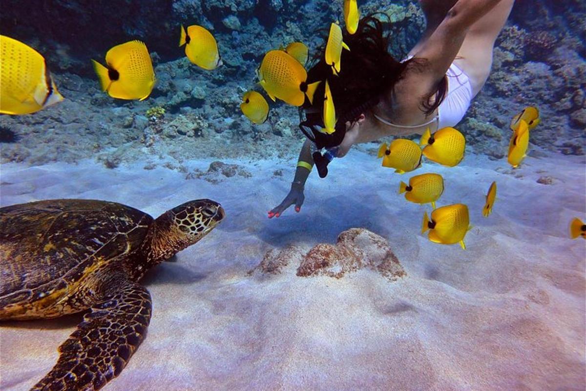 a person is looking at a turtle in the water