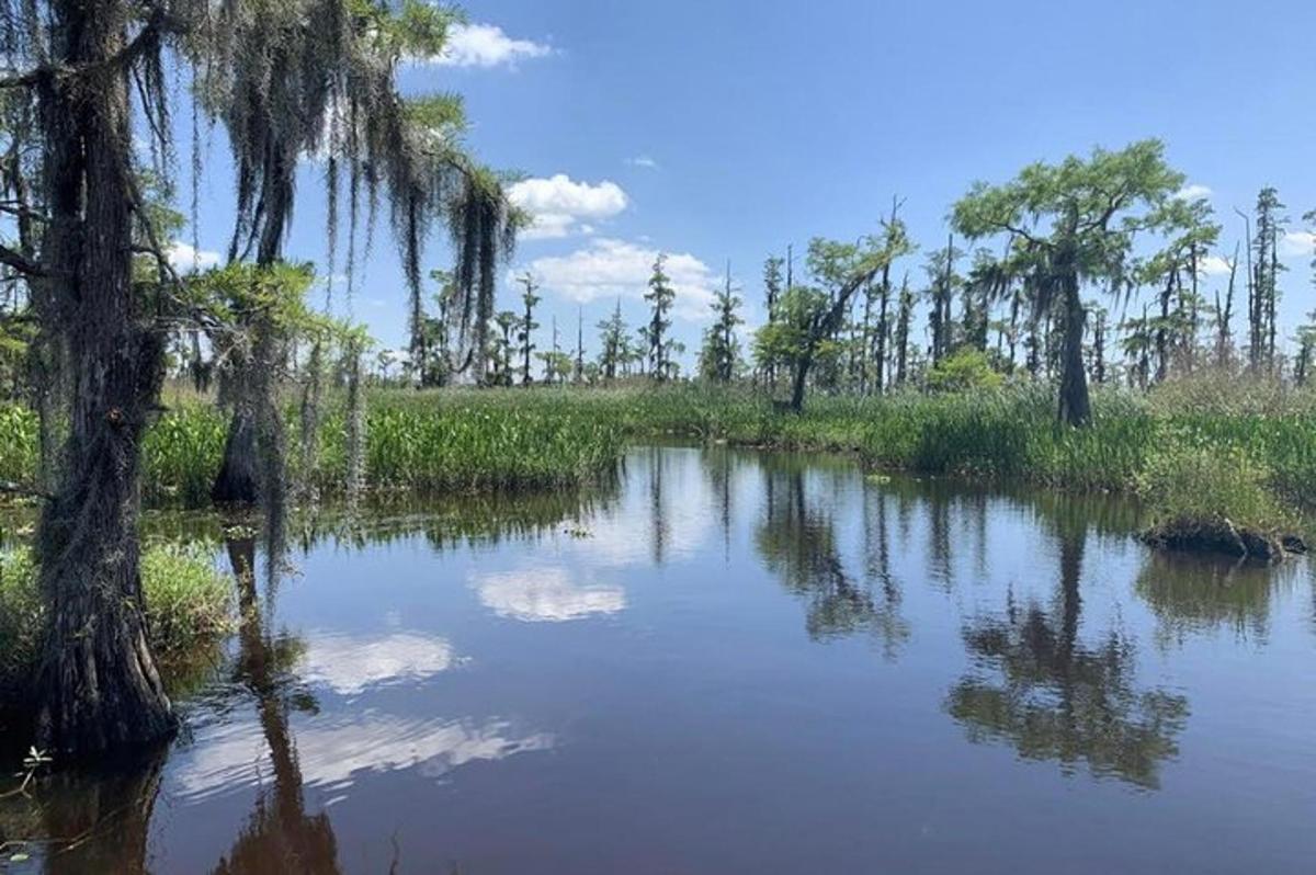 a river with trees in the middle of a field