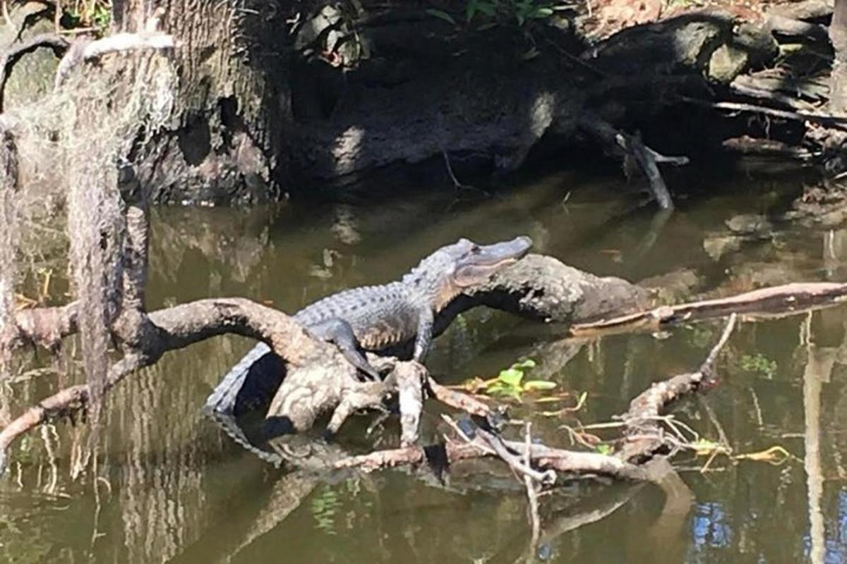 an alligator is laying on a branch in the water