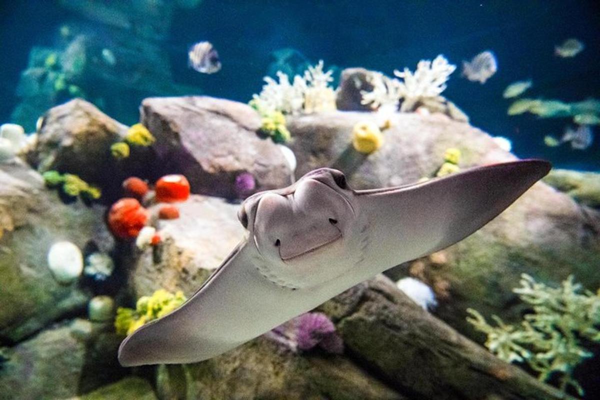 a white shark in an aquarium with fishes