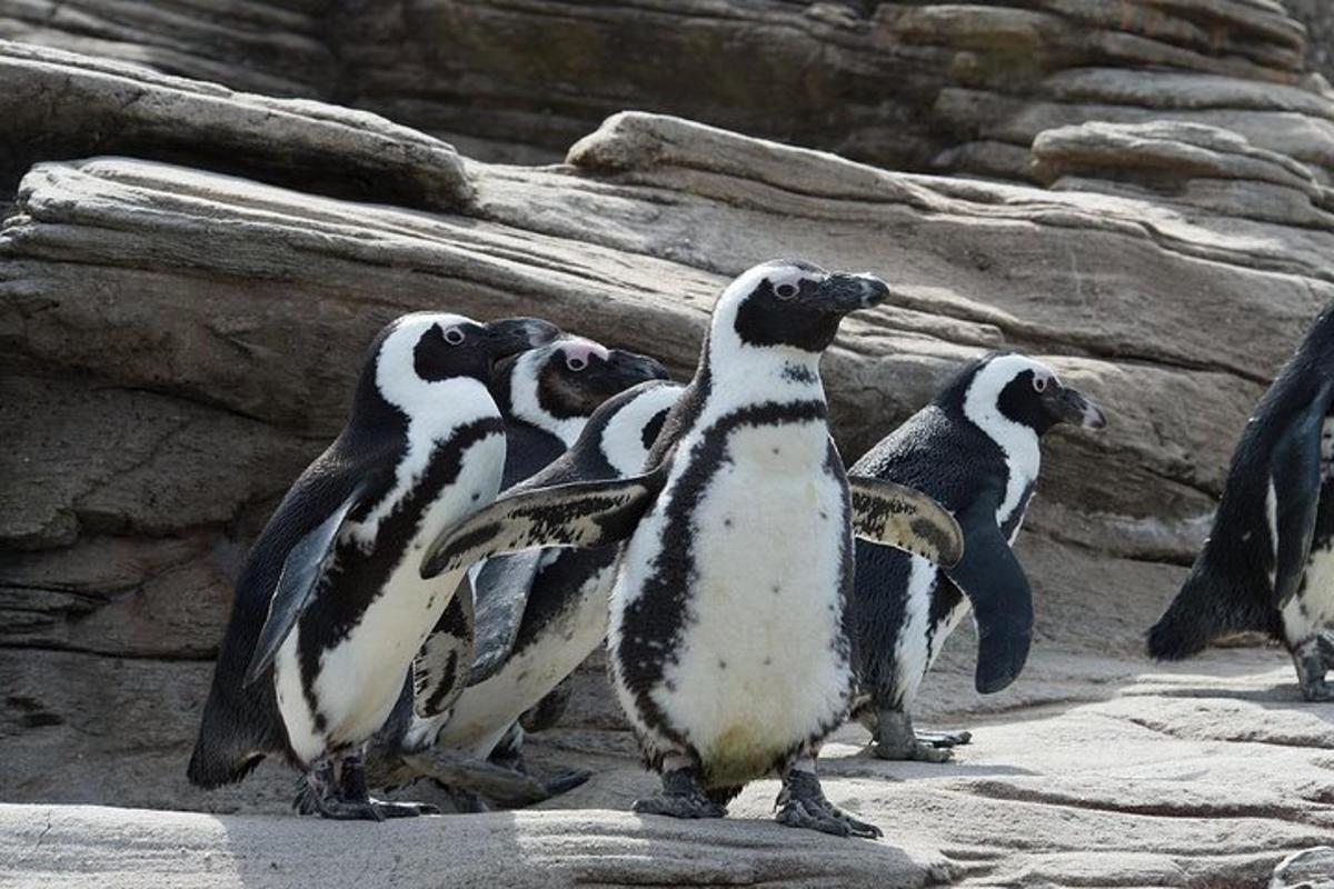 a group of penguins standing on some rocks