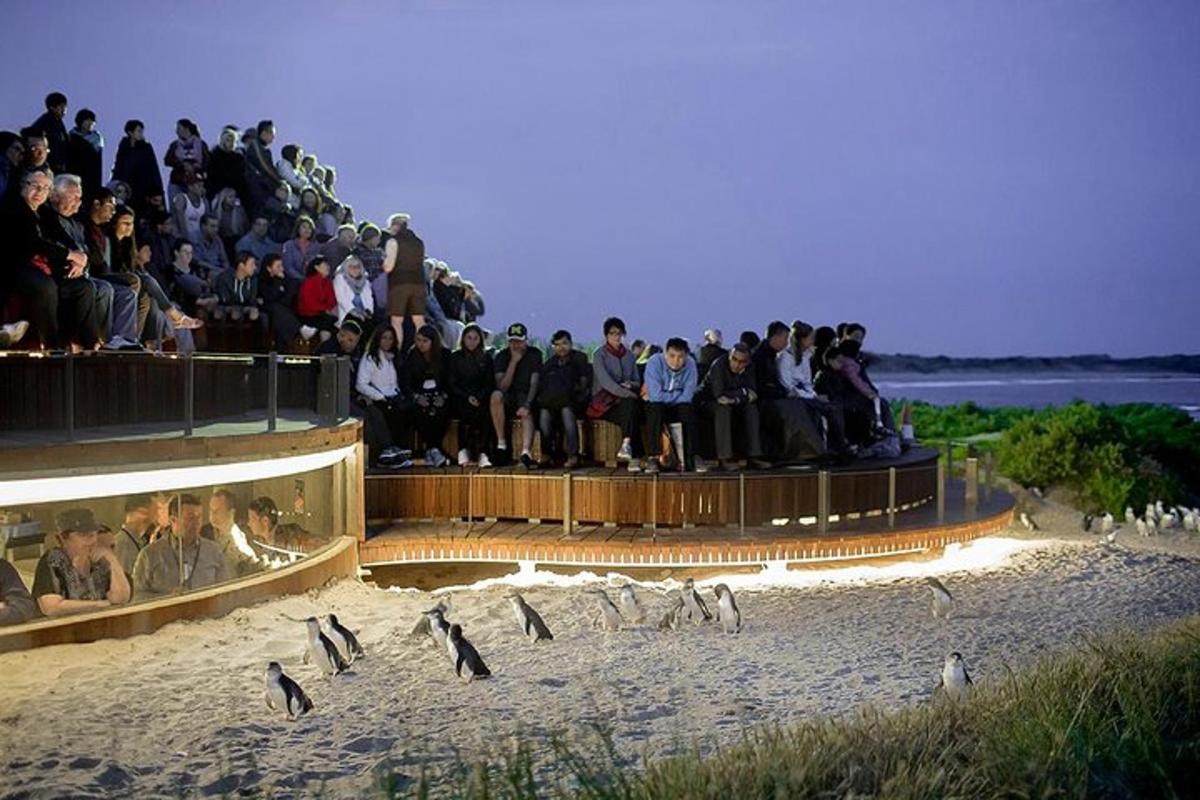 a group of people watching penguins on the beach