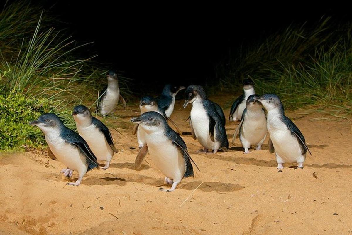 a group of penguins standing in the sand