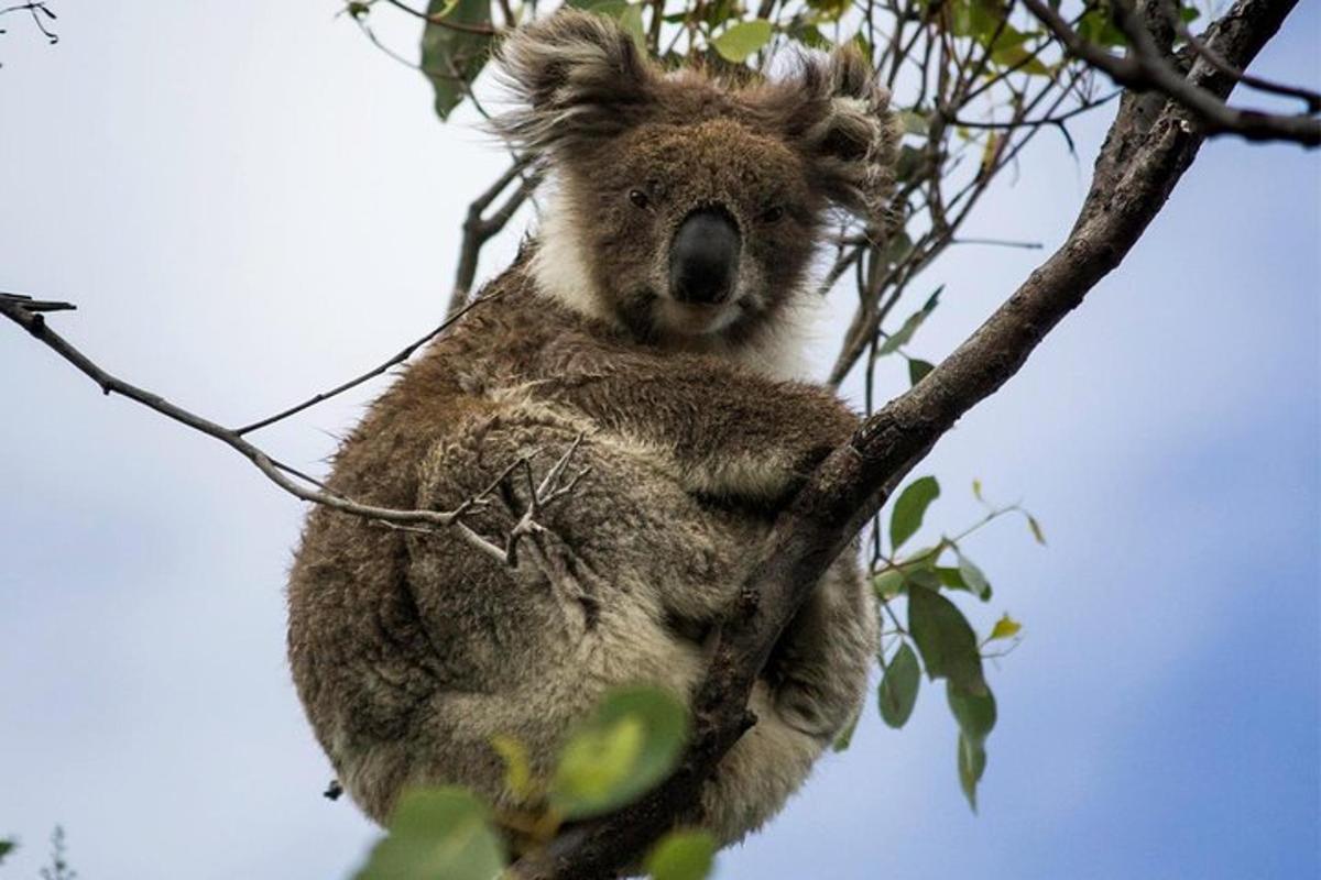 a koala is sitting on a tree branch
