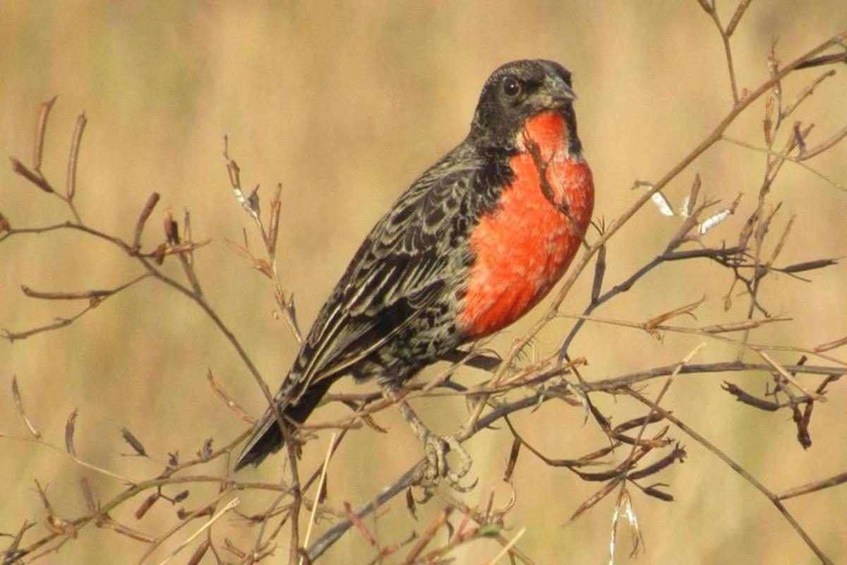 un uccello rosso appollaiato su un ramo di un albero