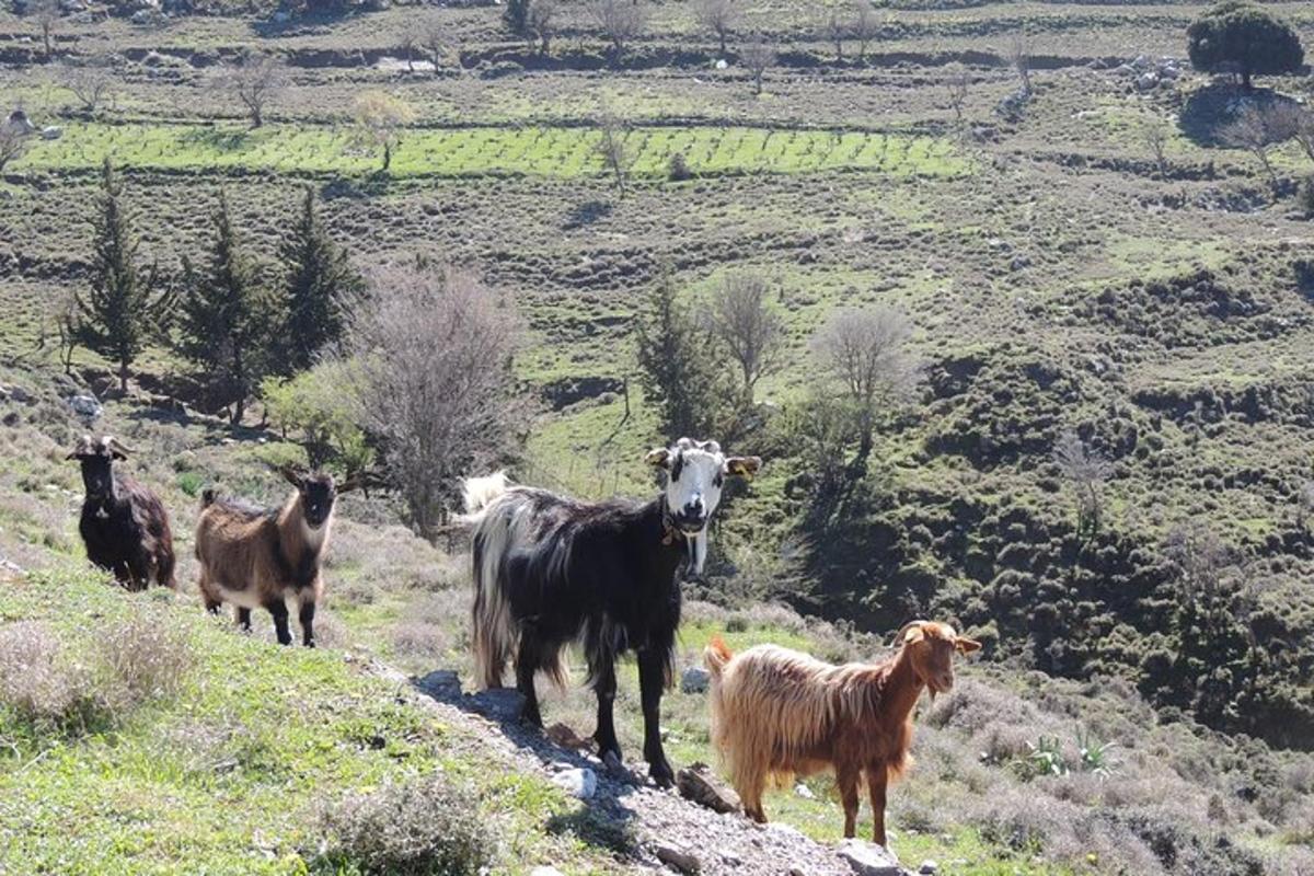 a group of goats standing on a hill with a mountain