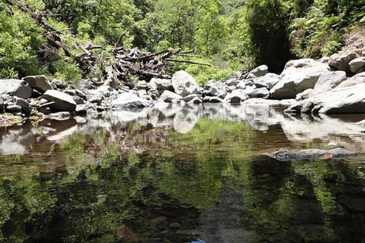um riacho de água com pedras e árvores