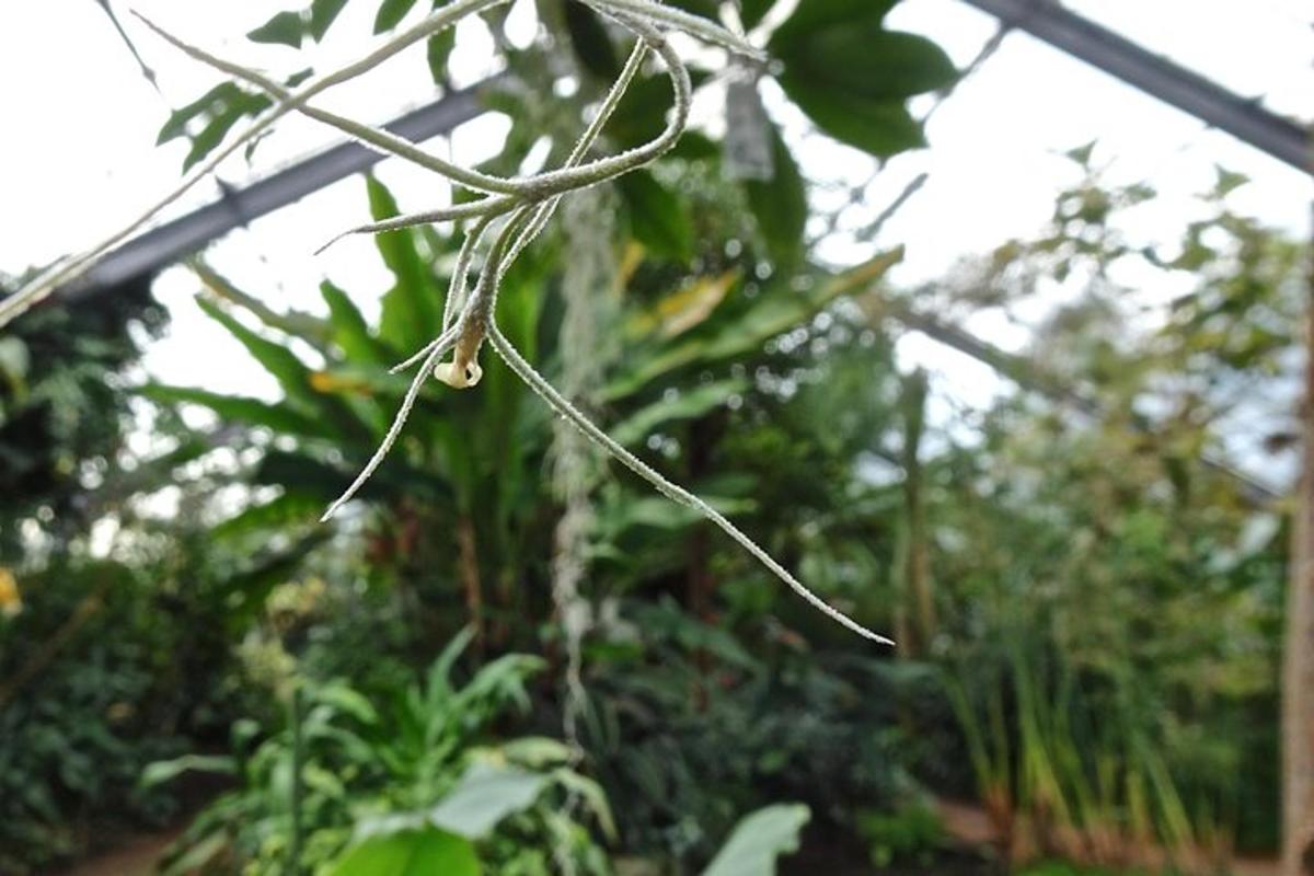 a branch of a plant in a greenhouse